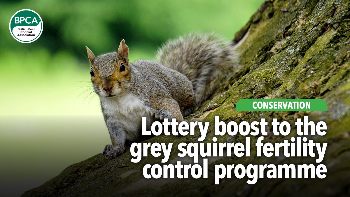 new-funding-boost-grey-squirrel-fertility-hero new-funding-boost-grey-squirrel-fertility-hero